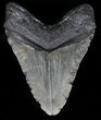 Huge, Megalodon Tooth - North Carolina #59018-2